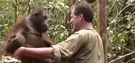 Wrestling with orangutan in Borneo